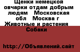 Щенки немецкой овчарки отдам добрым людям - Московская обл., Москва г. Животные и растения » Собаки   